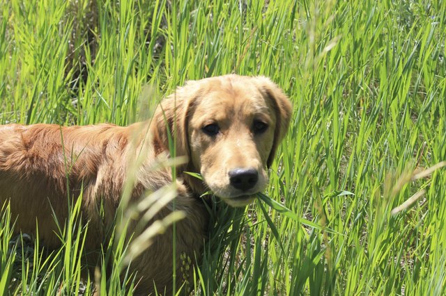 Golden retriever puppy looking at the camera
