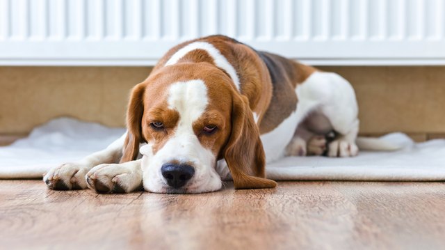 dog has a rest near to warm radiator