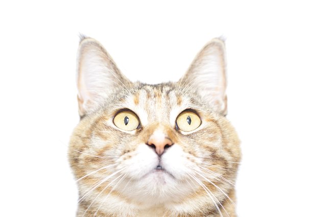 Tabby cat