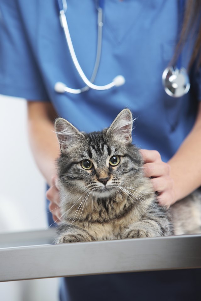 Veterinary caring of a cute cat