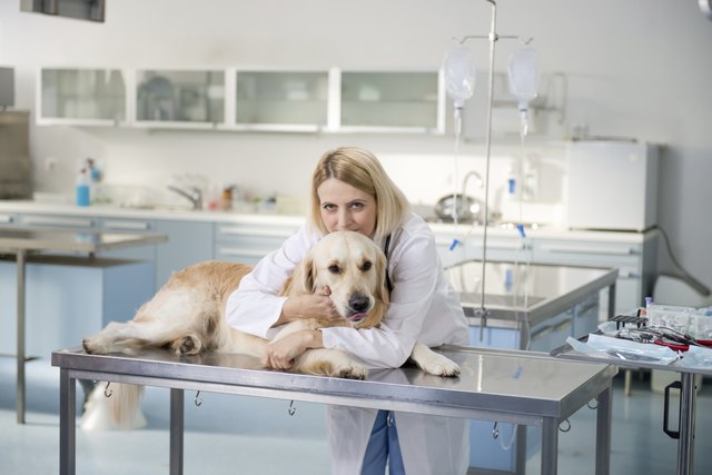 Young female veterinary caring of a cute beautiful dog.