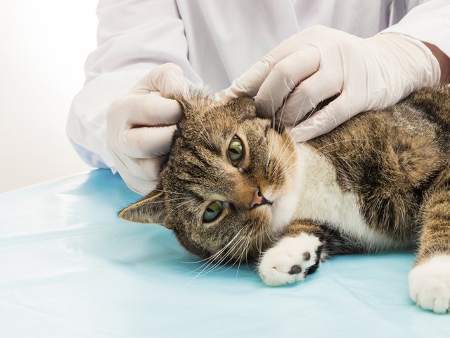 Veterinarian when treating ear mite