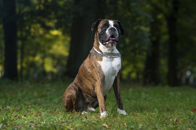 Boxer