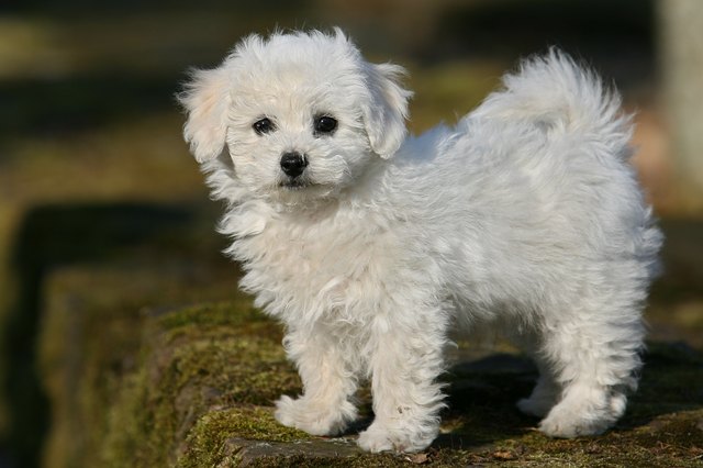 bichon frise
