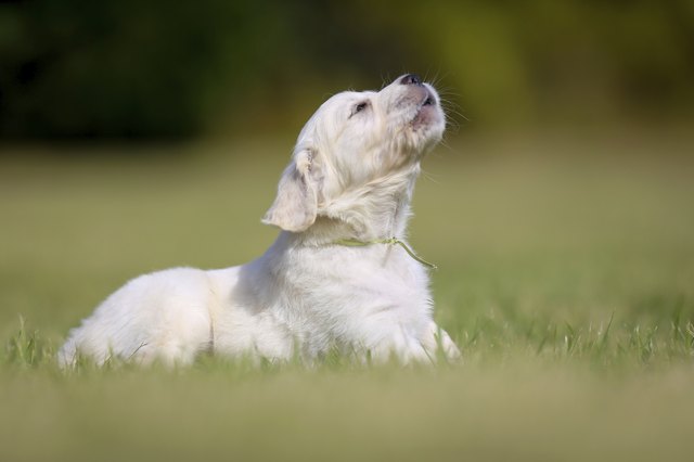 Barking golden retriever puppy