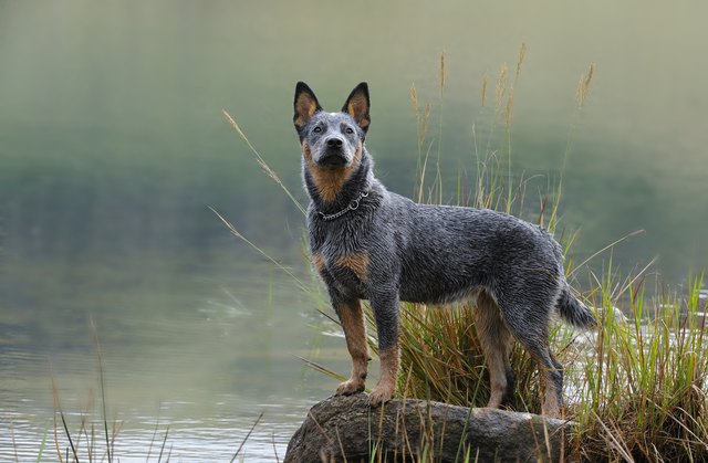 Characteristics of Blue Heelers | Cuteness