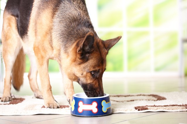 Dog eating from bowl