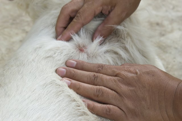 Woman's hand pick of an adult tick on dog fur.