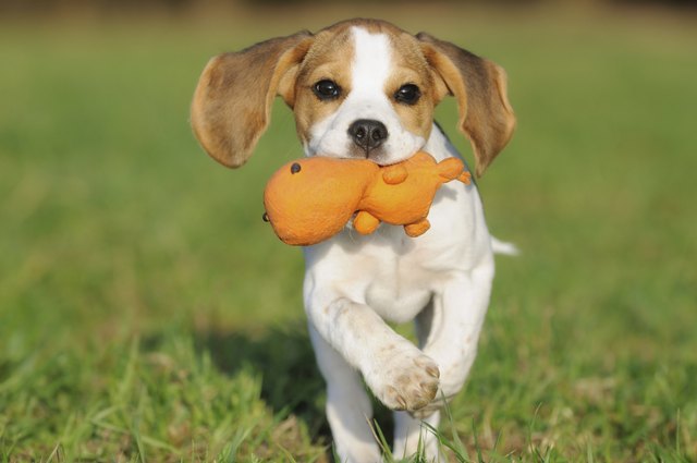Beagle puppy 3 months running