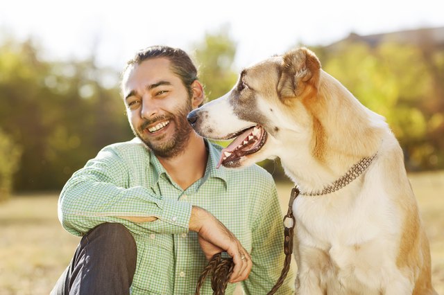 Man and central Asian shepherd walk in the park.