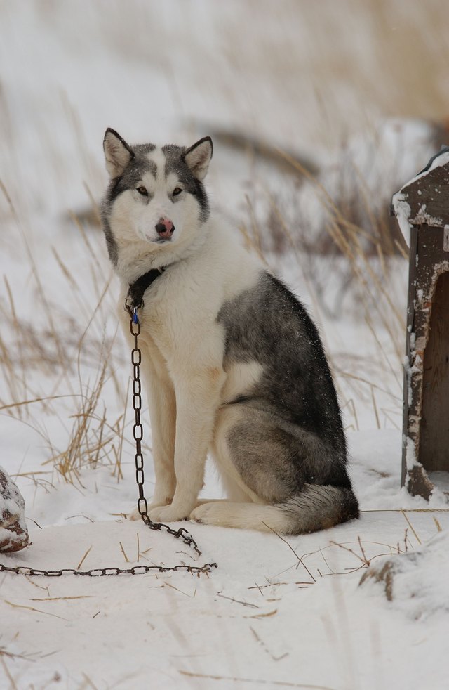 Churchill Manitoba Canada