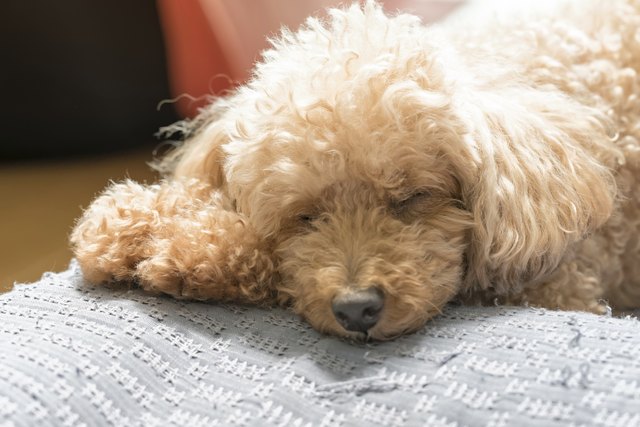 Toy poodle