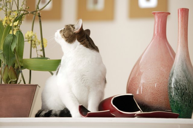 Cat sitting near a broken vase and flowers