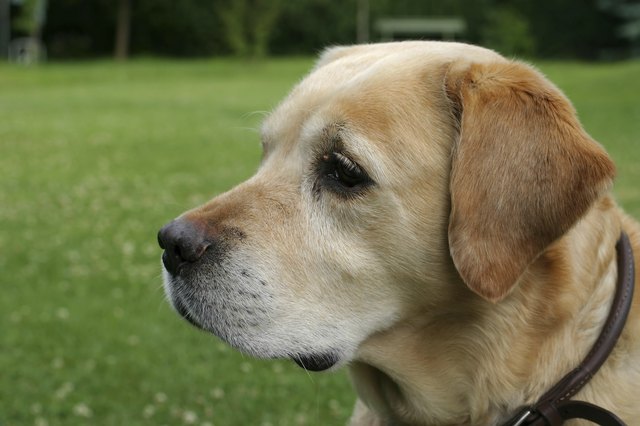 Labrador