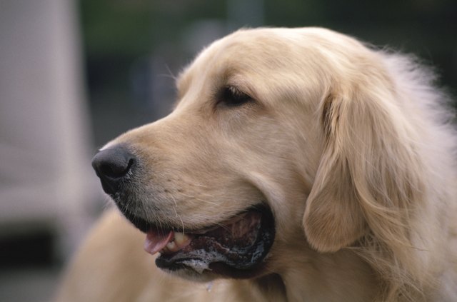 Japan, Golden Retriever panting, close-up