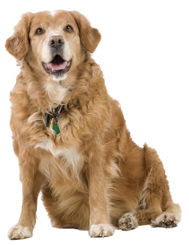 Studio shot of labrador retriever