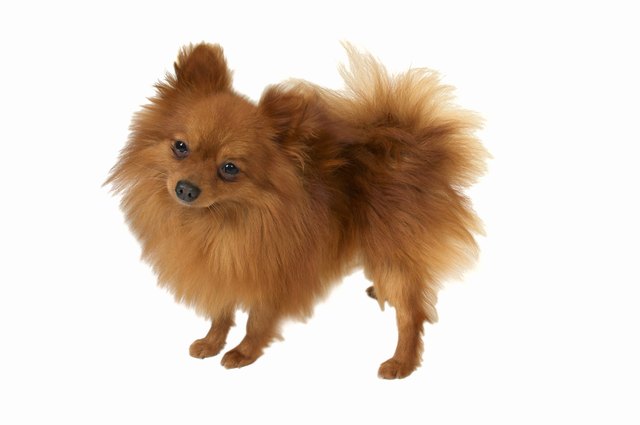 Close up of a Pomeranian