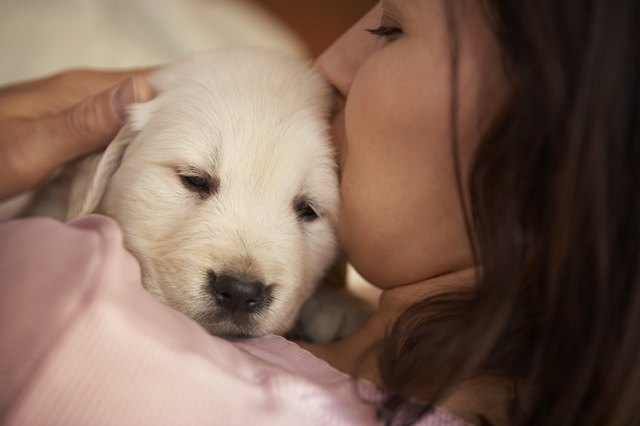 Woman holding golden retriever puppy, view over shoulder, close-up