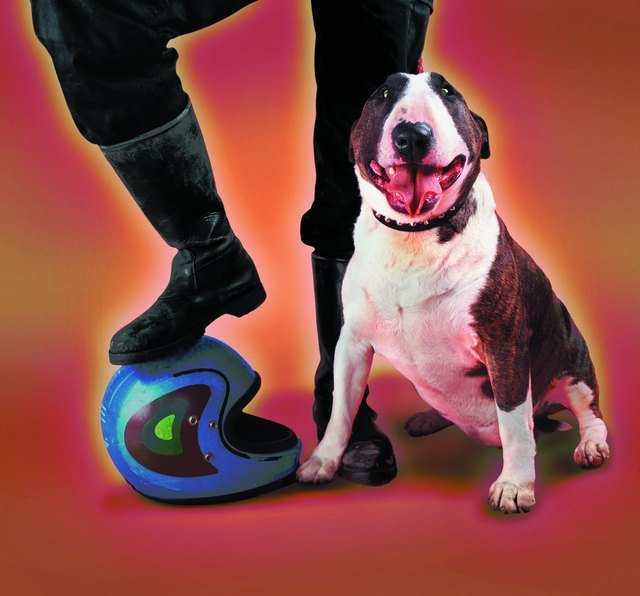 Bull terrier next to man wearing biker boots