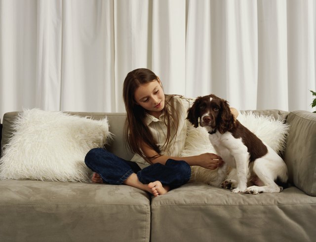 Girl (7-9) on sofa with springer spaniel puppy