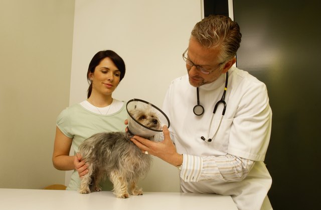 Vet examining terrier dog wearing protective collar, nurse holding dog