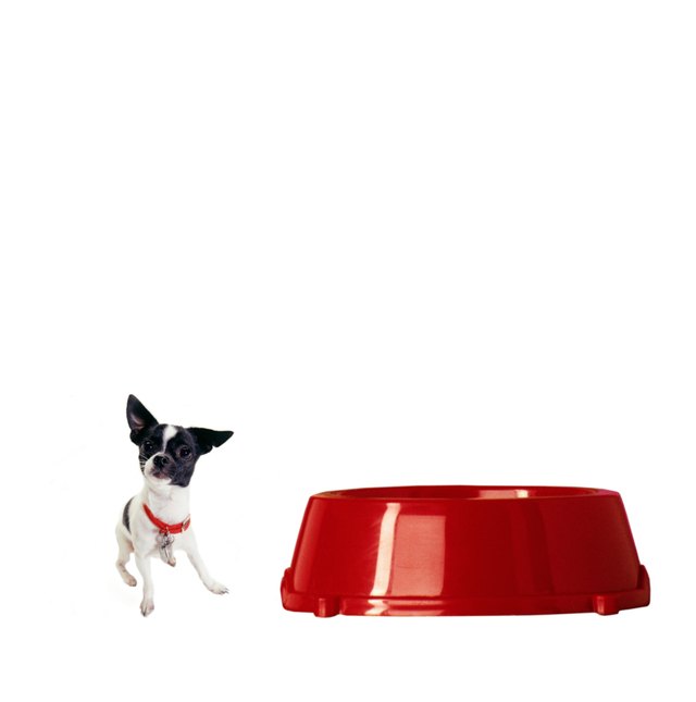 Dog by red food bowl (digital composite)