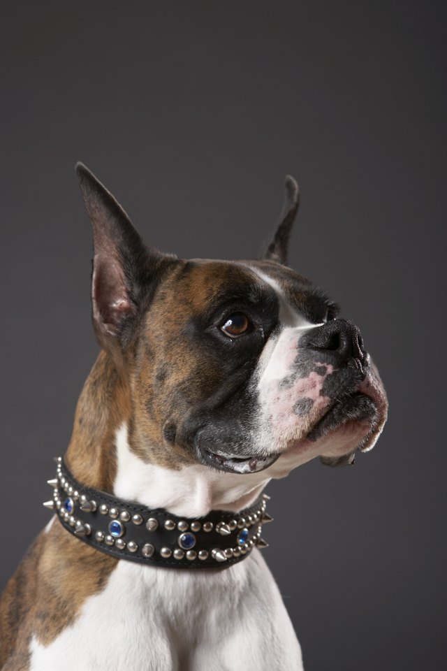 Dog wearing collar, looking away