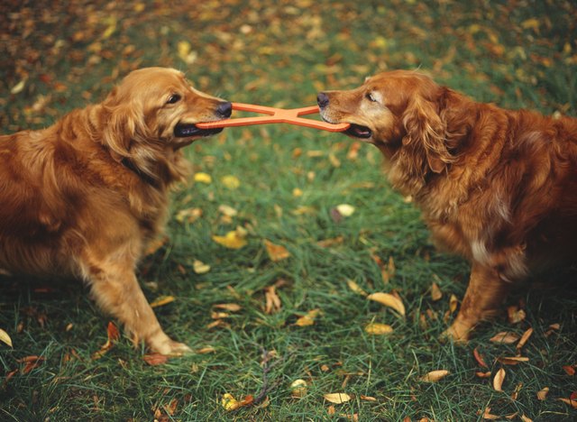 Golden Retrievers playing tug-of-war with toy in garden