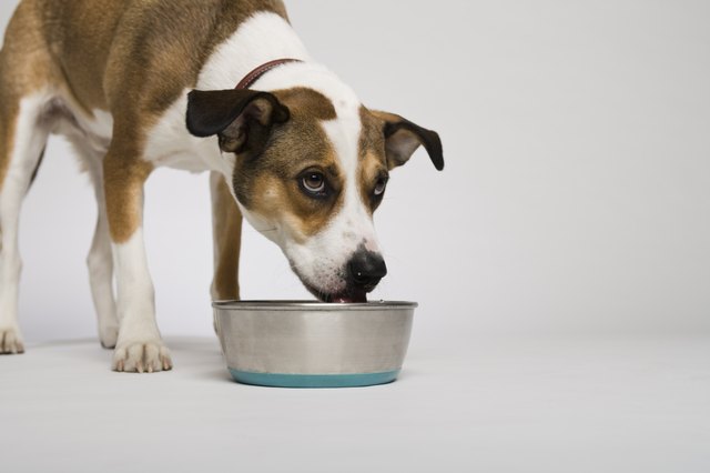 Dog eating from bowl