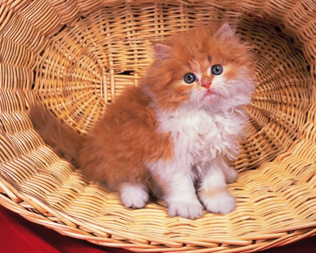 Closed Up Image of a Persian Cat Sitting in a Basket, Looking at Camera, Side View