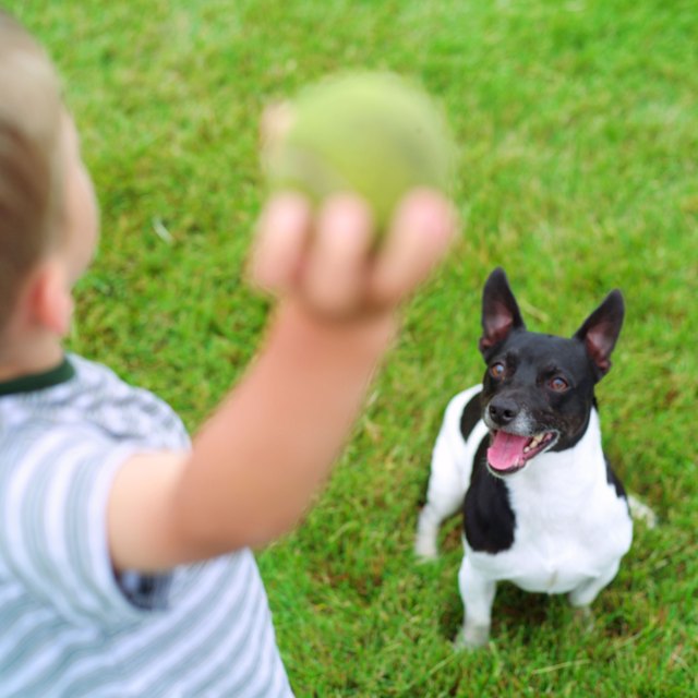 Boy playing fetch with dog