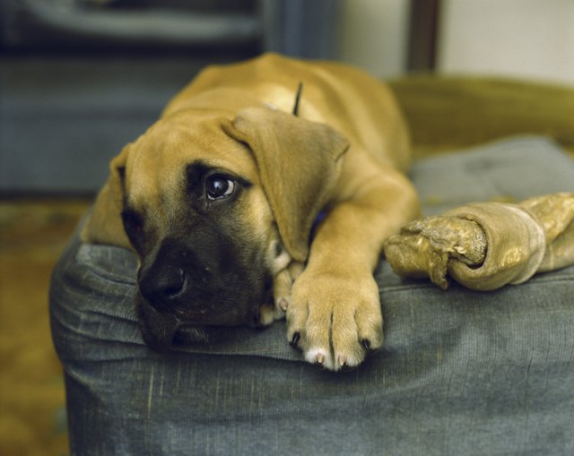 Great Dane puppy lying on a couch next to a bone