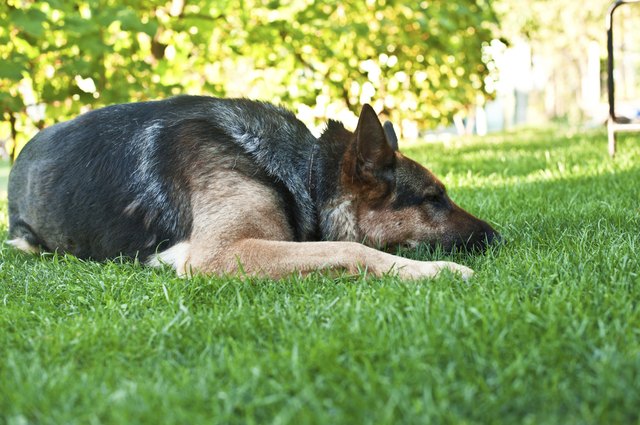Let sleeping dog lie
