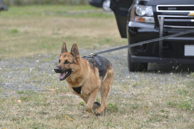 K9 in hot pursuit