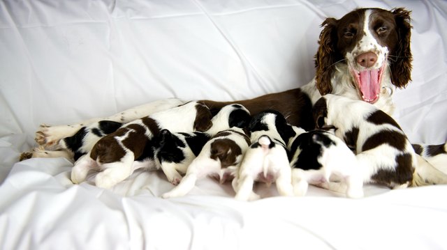 English springer spaniel