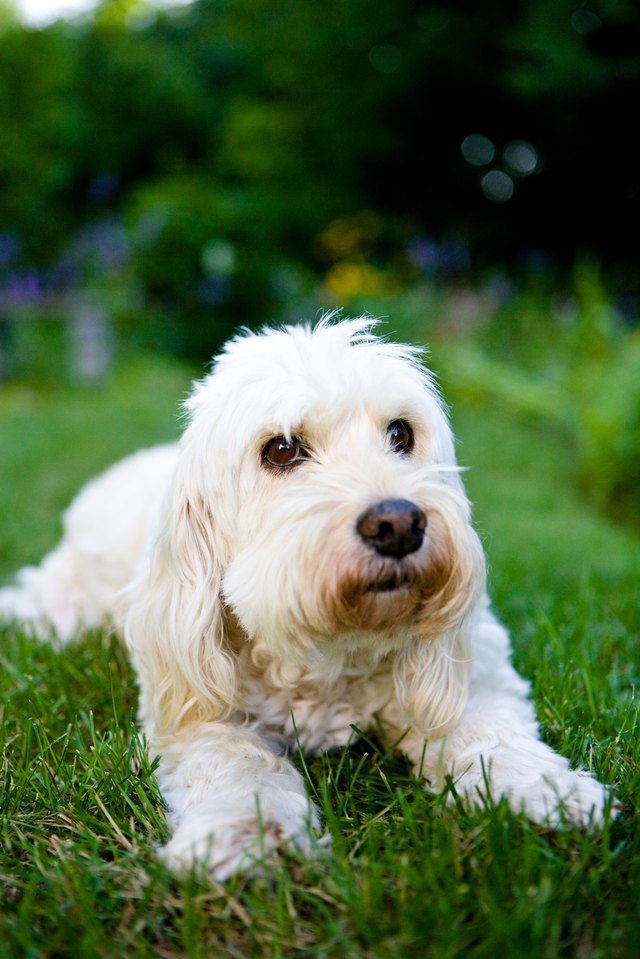 Outdoor portrait of dog