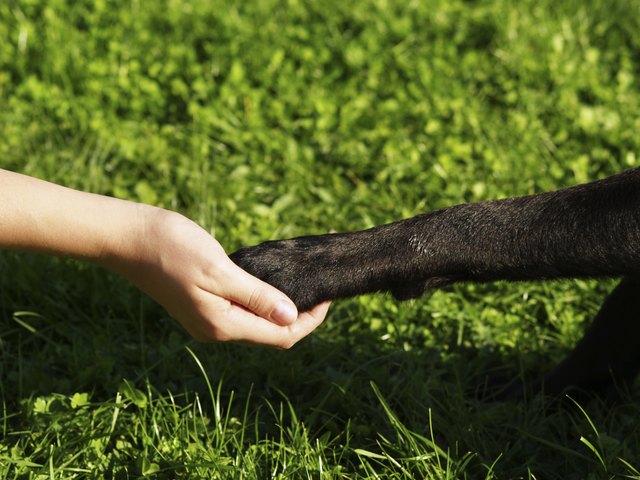 paw in hand