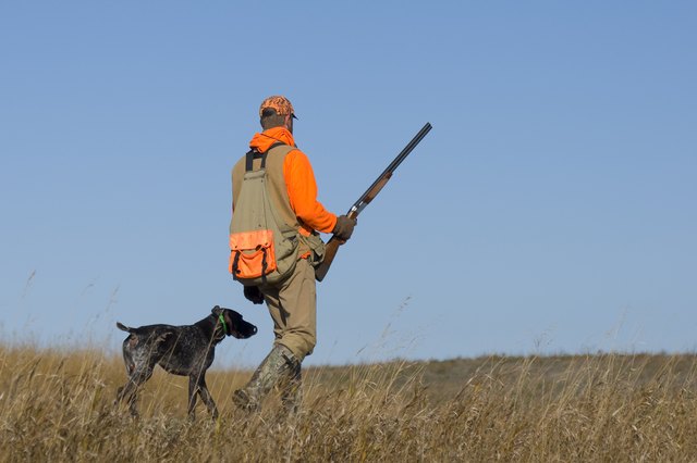 Out Pheasant Hunting