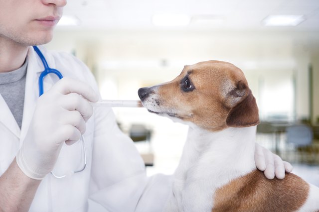 vet oral medicine