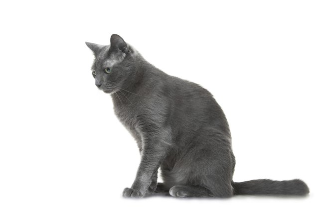 Types of Short-Haired Gray Cats Cuteness