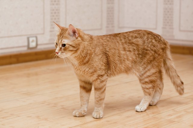 Ginger tabby cat