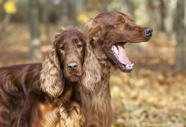 Funny Irish Setter pair