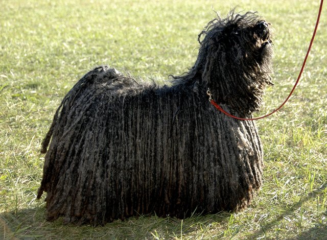 Types of Dogs With Curly Hair | Cuteness