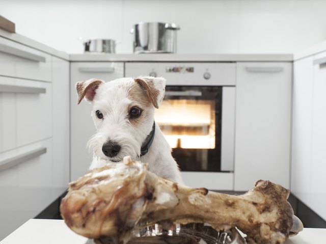 Dog looking at a huge bone for breakfast