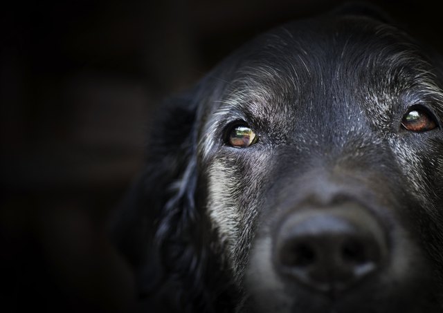 Old labrador retriever.