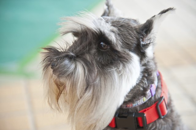 Schnauzer,Dog