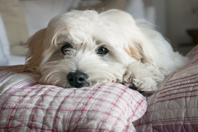puppy dog resting