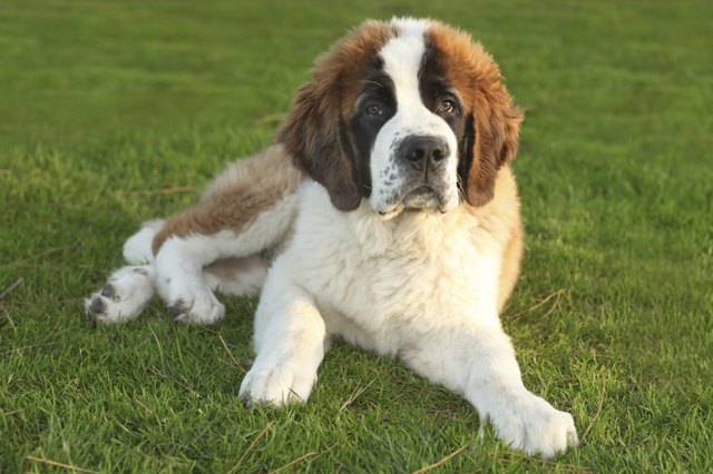 A Cute Saint Bernard Purebred Puppy