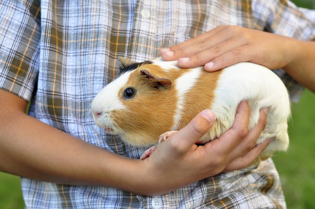 Guinea pig in child's hands