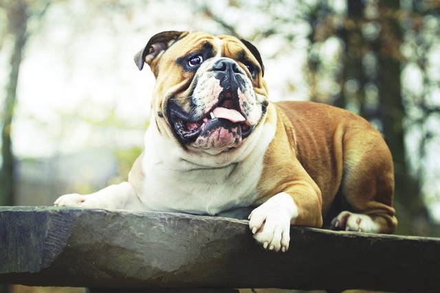 English bulldog puppy
